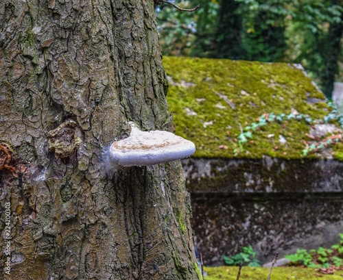 Fototapeta Naklejka Na Ścianę i Meble -  huba na pniu