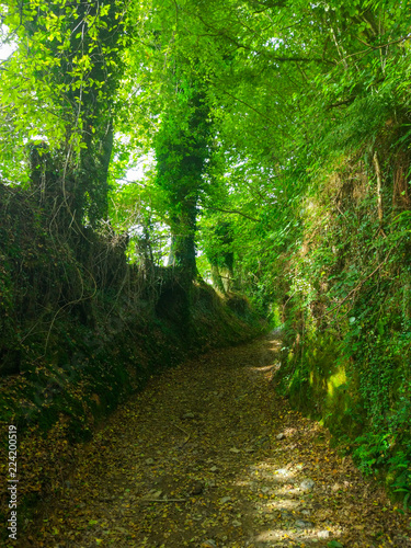 Way between trees in a green forest. Camino de Santiago Primitivo