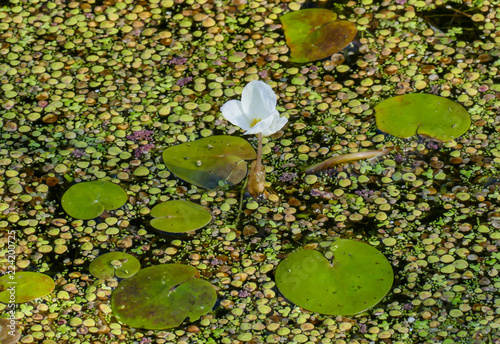 One single Frogbit flower surrounded by Duckweed photo