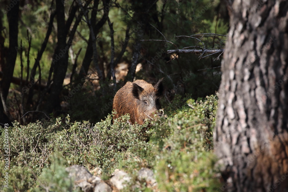 Fototapeta premium Wild board into the forest