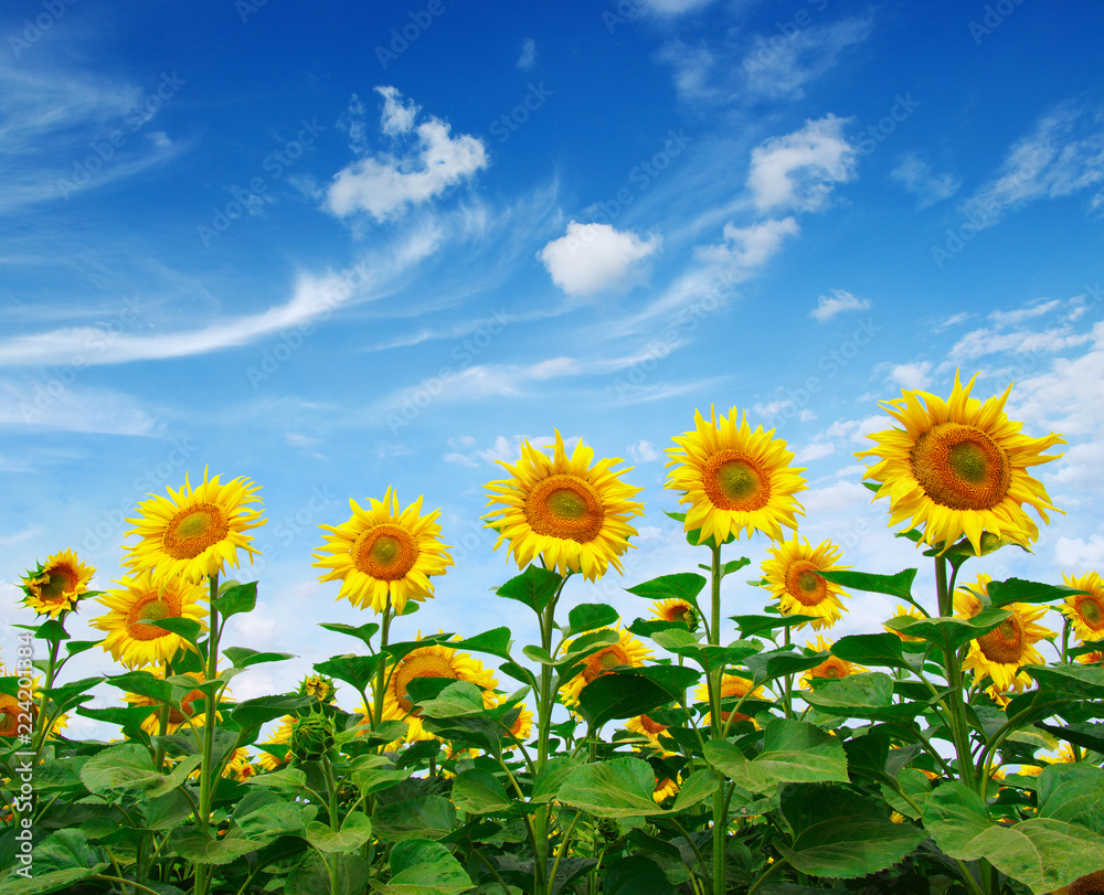 Fototapeta premium sunflowers field on sky