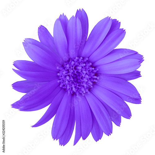 flower violet calendula isolated on a white background. Close-up. Nature.