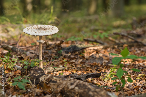 Macrolepiota procera, mushrooms grow in the woods © pedrope11