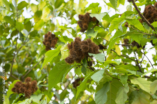 Achiote plant or Annatto plant seeds in nature, red pods are used for flavoring and natural color photo