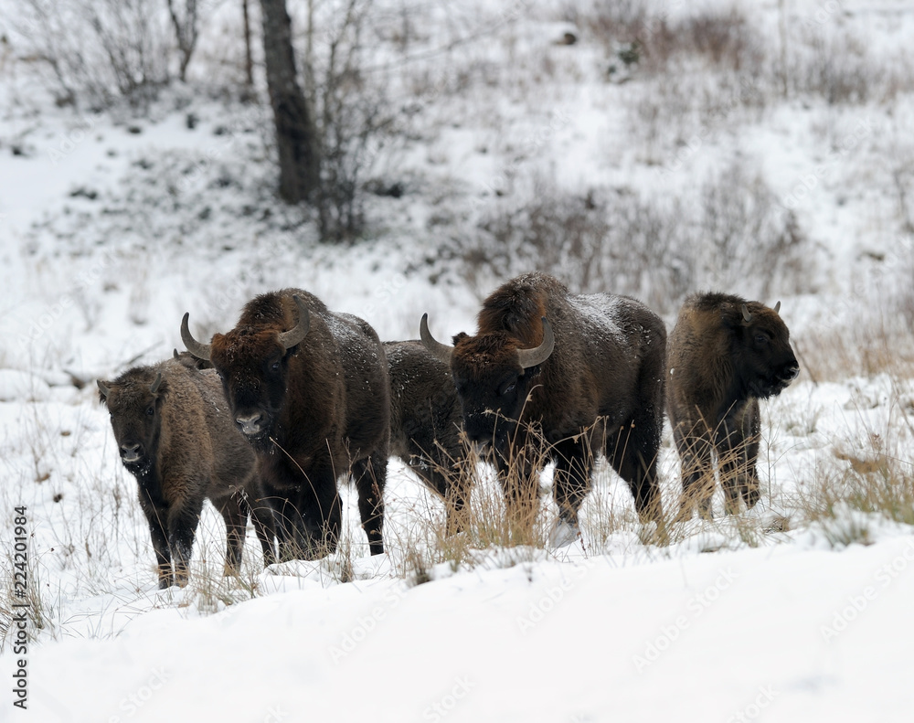 Herd of Bisons, winter day in the snow Herd of Bisons, winter day in the snow
