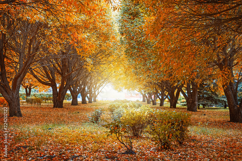 Golden autumn trees.  Autumn landscape with tree willows. Beautiful autumn park. Toned image