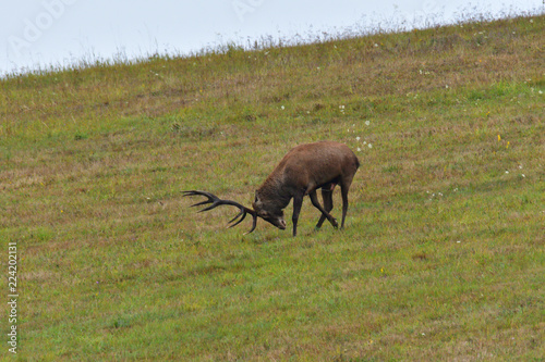 deer hart in mating season on meadow