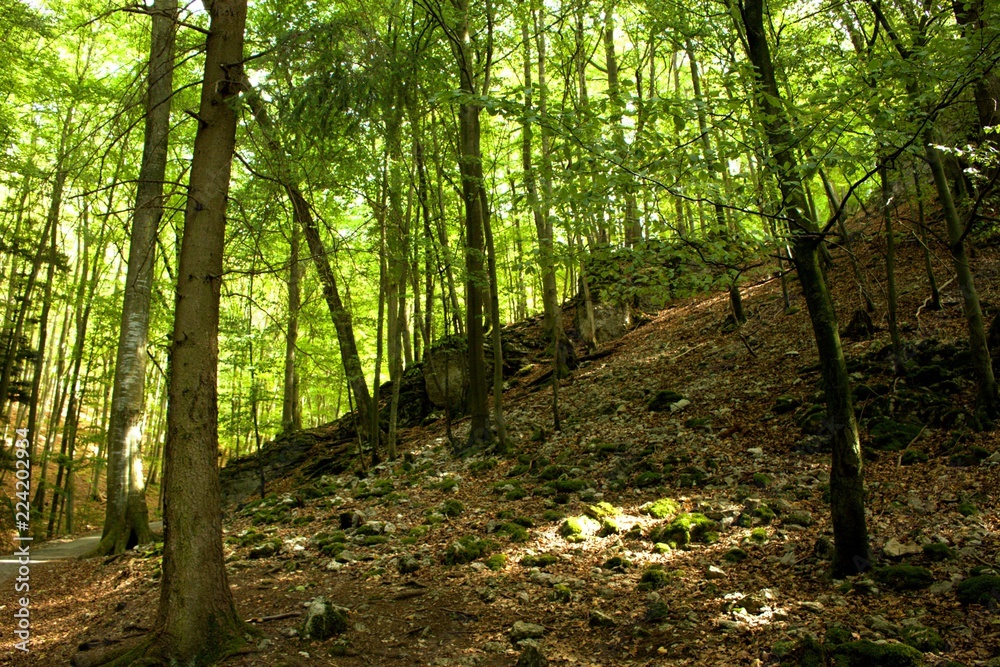 Obraz premium schöne wald landschaft