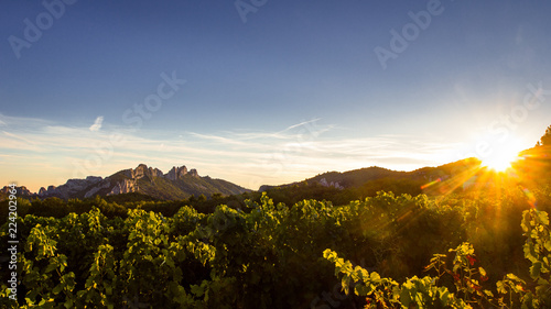 The Dentelles de Montmirail in the distance with grapevine in foreground during sunset, Vaucluse, Provence, France photo