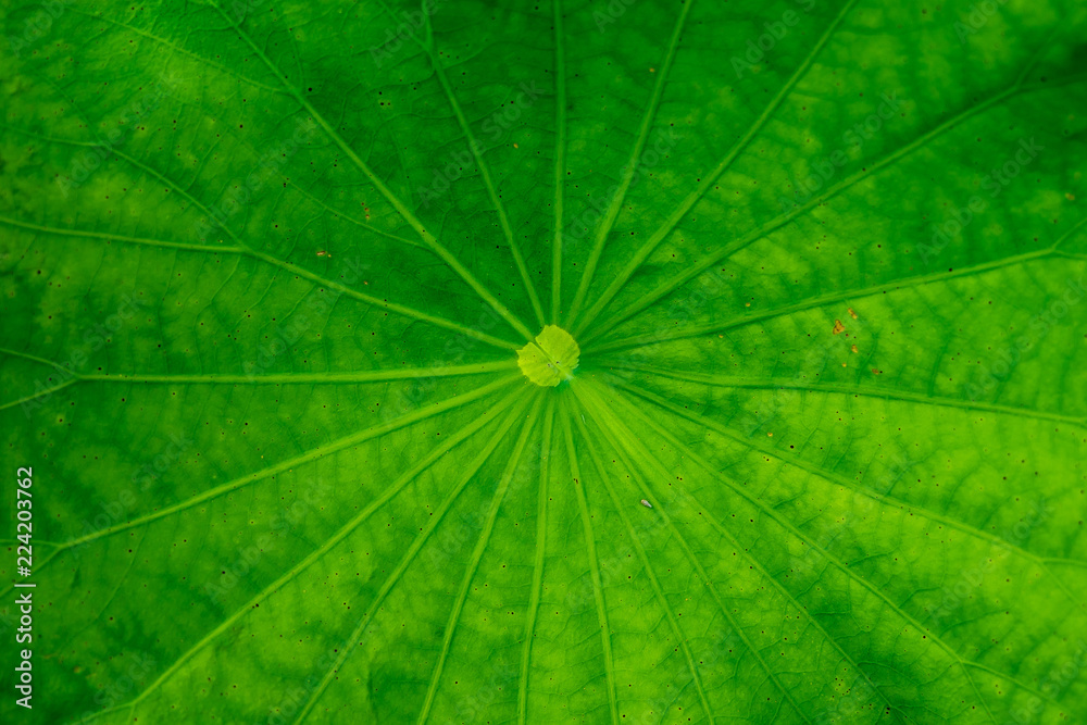 top view lotus leaf background texture top view lotus leaf background texture
