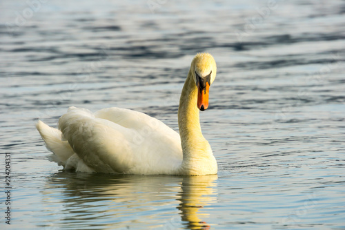 White swan looking