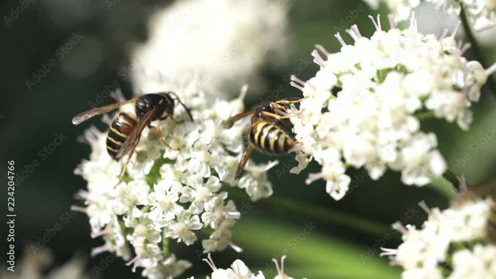 Wasp hornet flying collecting pollen from white flowers blossom Close up bee working on sunny day and warm weather
