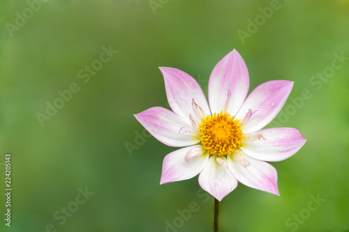 Fototapeta Naklejka Na Ścianę i Meble -  Pinke Halskrausendahlie (Asteraceae) an einem Morgen im Spätsommer.