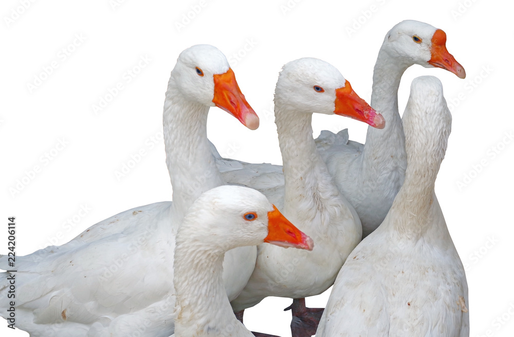 Obraz premium Beautiful white geese on white