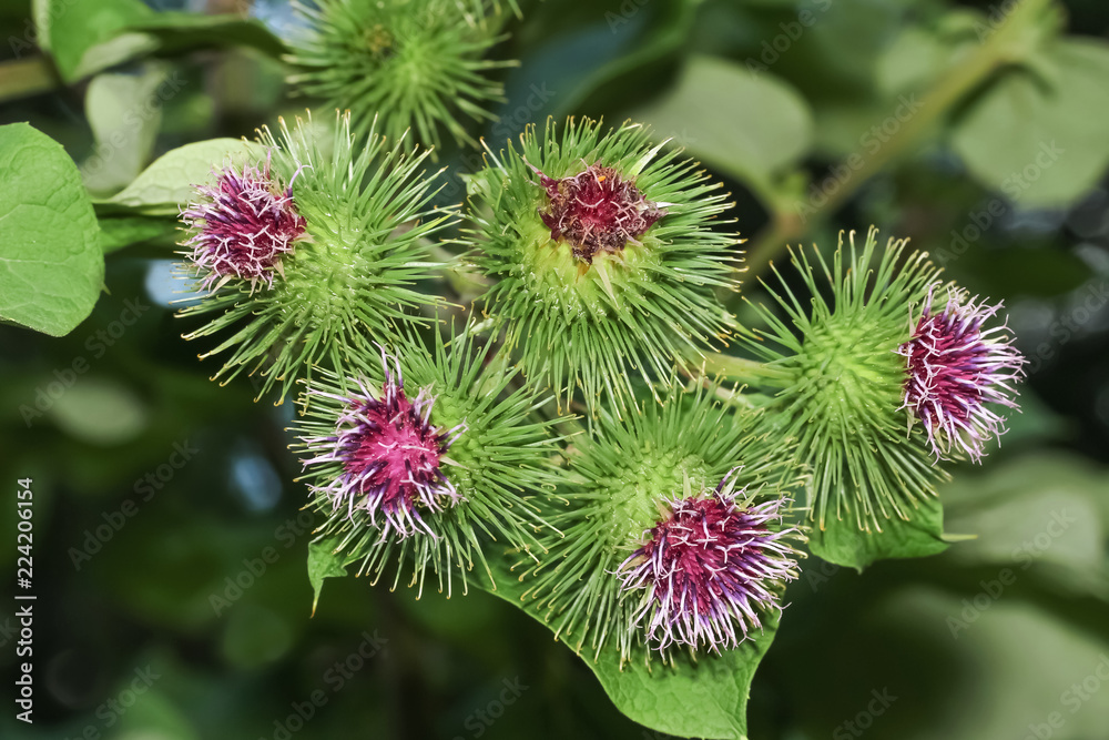 Blüten der Klette, Arctium tomentosum