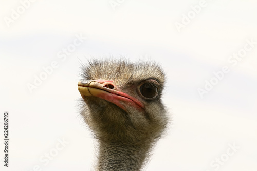 Porträt eines jungen Straußes, Struthio camelus