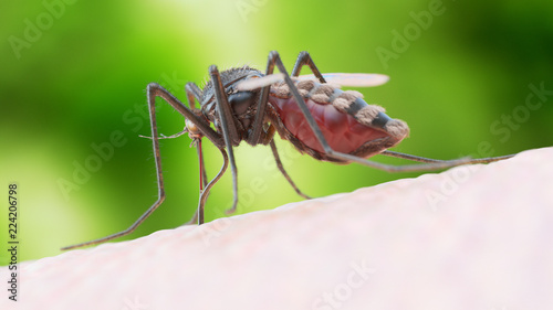 3d rendered illustration of a mosquito biting