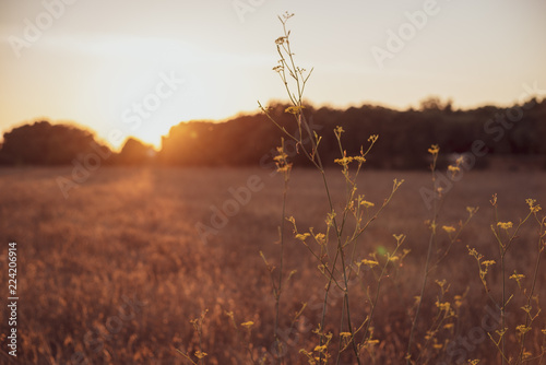 Golden sunset on the meadow