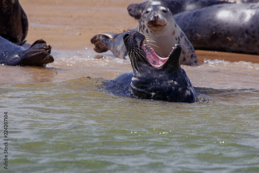 Fototapeta premium Yawning seal