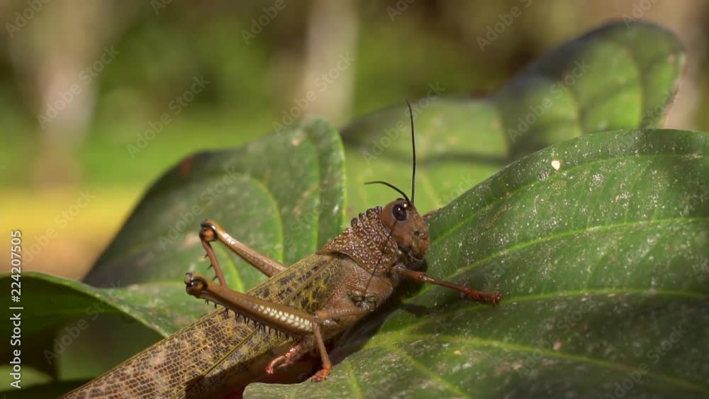 Giant Grasshopper (Tropidacris cristata) One of the worlds largest grasshoppers on a shrub in the Choco Biogeographical Region, the rainforests of Western Ecuador Giant Grasshopper (Tropidacris cristata) One of the worlds largest grasshoppers on a shrub in the Choco Biogeographical Region, the rainforests of Western Ecuador