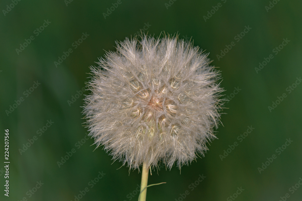 Fototapeta premium piękne powietrze mniszek z bliska