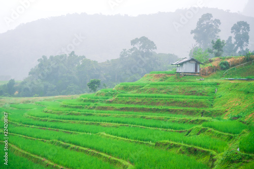 Rice terraces with foggy , Mae Klang Luang , Inthanon , Chiang Mai , Thailand