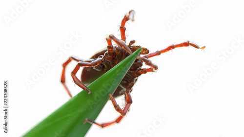 3d rendered illustration of a tick waiting for prey