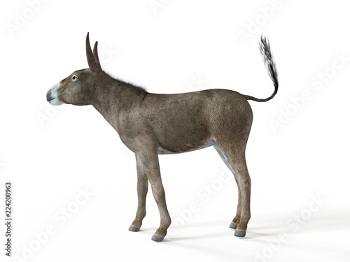 3d rendered illustration of a donkey © Sebastian Kaulitzki