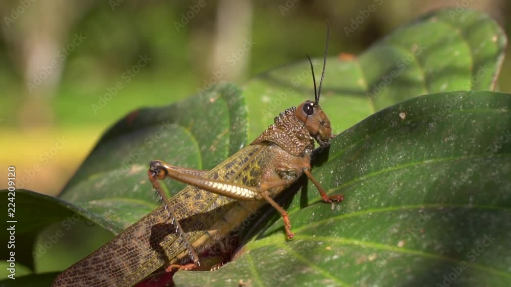 Giant Grasshopper (Tropidacris cristata) One of the worlds largest grasshoppers on a shrub in the Choco Biogeographical Region, the rainforests of Western Ecuador Giant Grasshopper (Tropidacris cristata) One of the worlds largest grasshoppers on a shrub in the Choco Biogeographical Region, the rainforests of Western Ecuador