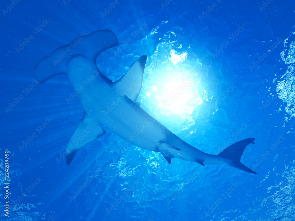 3d rendered illustration of a hammerhead shark - obrazy, fototapety, plakaty 