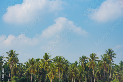 Coconut palm trees with blue sky