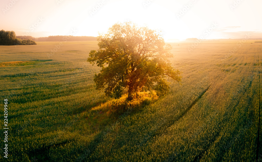 Fototapeta premium Lonely Tree in the Field at Sunset, Aerial View