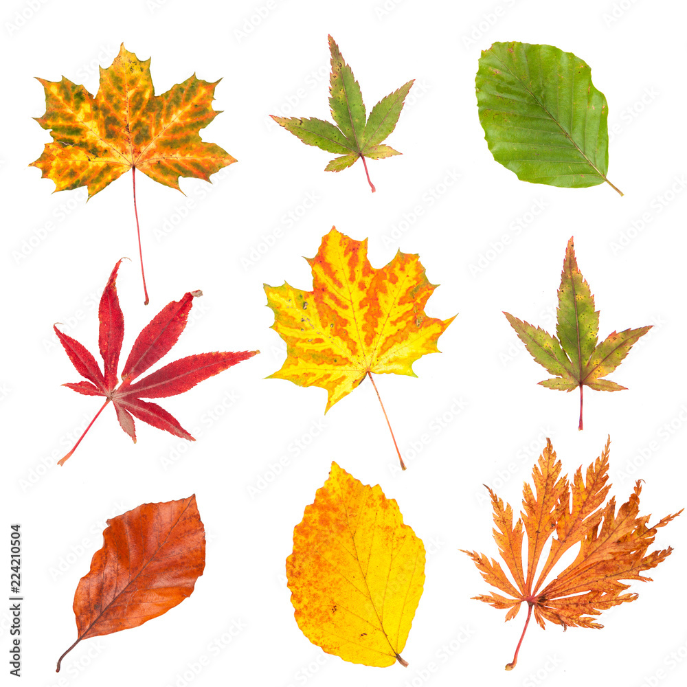 Naklejka premium Collection of autumn leaves isolated on white background.....