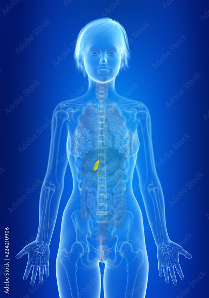3d rendered medically accurate illustration of a womans gallbladder 3d rendered medically accurate illustration of a womans gallbladder