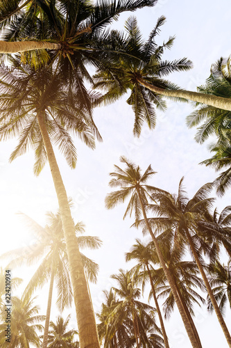 Background of tall palm trees and bright sky