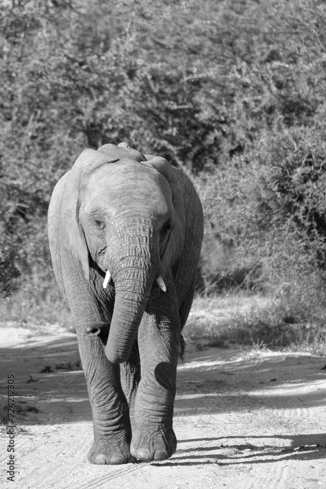 Elephant Safari Wild Animal