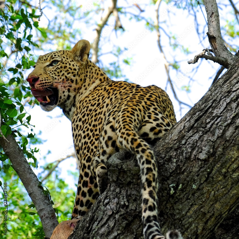 Fototapeta premium Wild Leopard Kill South Africa Safari