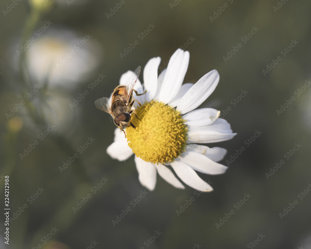 Obraz premium Bee on a daisy flower