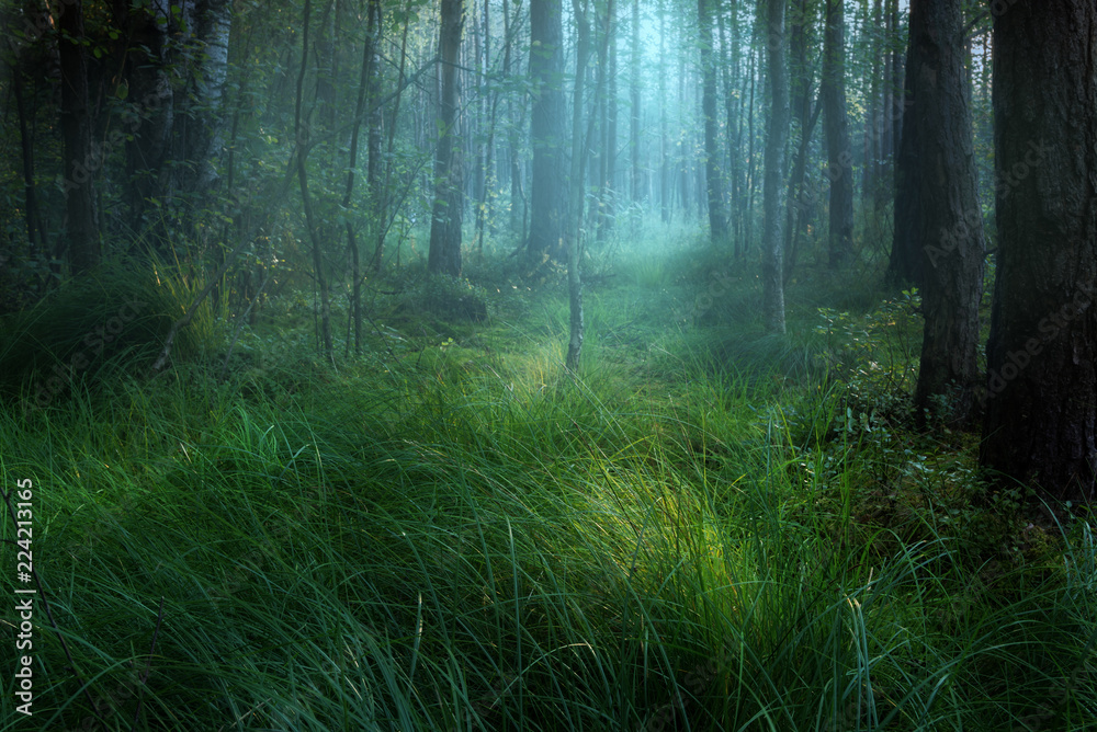 Obraz premium Misty swamp in forest during sunset.