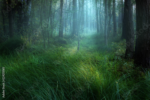 Misty swamp in forest during sunset.