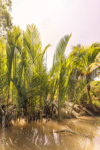 Green plants with tall leaves at waterside of a river