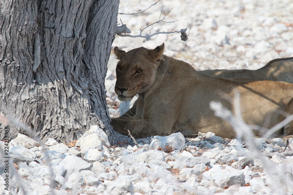 Obraz premium Löwen in Afrika