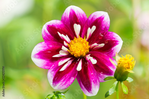 Fototapeta Naklejka Na Ścianę i Meble -  Halskrausendahlie (Asteraceae) an einem Sommermorgen.