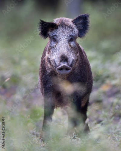 Wild boar standing on grassland photo