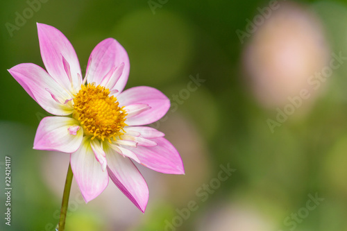 Fototapeta Naklejka Na Ścianę i Meble -  Pinke Halskrausendahlie (Asteraceae) an einem Sommermorgen.