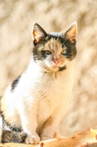 Cute young furry black  white and orange colored cat with yellow eyes  pink nose and long whiskers sitting on wooden logs and looking straight  blurry grey shadows in background  vertical image