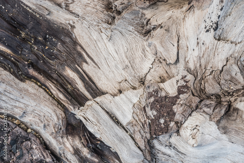 Old wood texture 