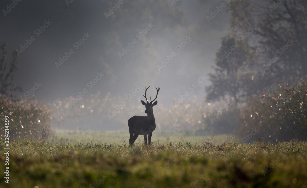 Naklejka premium Młody jeleń w lesie w mglisty poranek