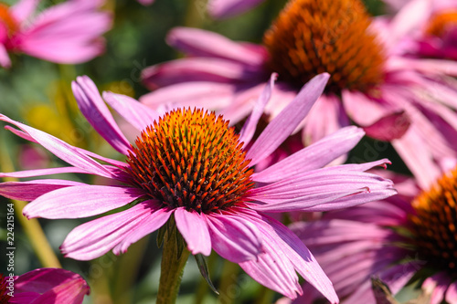 garden flower