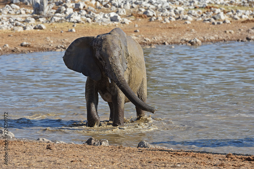 Junger Elefant  loxodonta africana  am Wasserloch Okaukuejo im Etosha Nationalpark  Namibia 